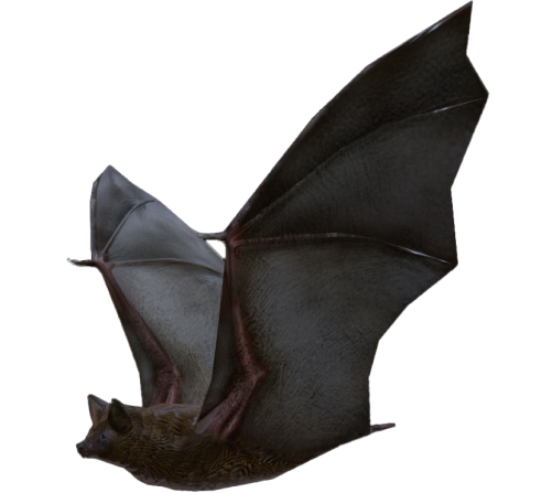 Image of a Developer Bat